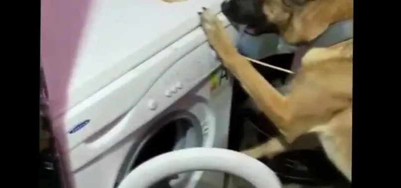 Bursa’da zehir tacirlerine operasyon! 58 kilo bonzai ele geçirildi