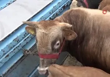 Vizesi olmayan kurbanlıklara geçit yok