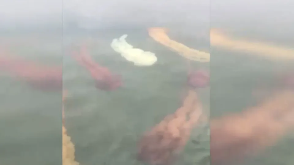 Daha önce görülmeyen bir tür! Kırmızı denizanası ilk defa görüntülendi