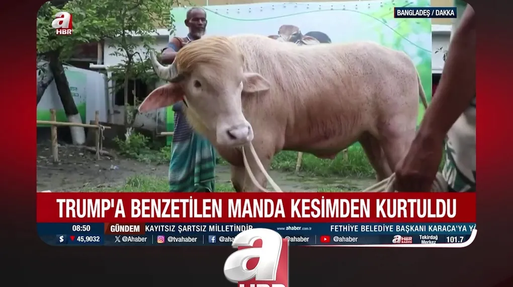 TRUMP'A BENZEYEN "MANDA"