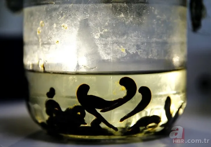 Sülüklerin nesli tükenme tehlikesiyle karşı karşıya! Uzmanlar uyardı… 8