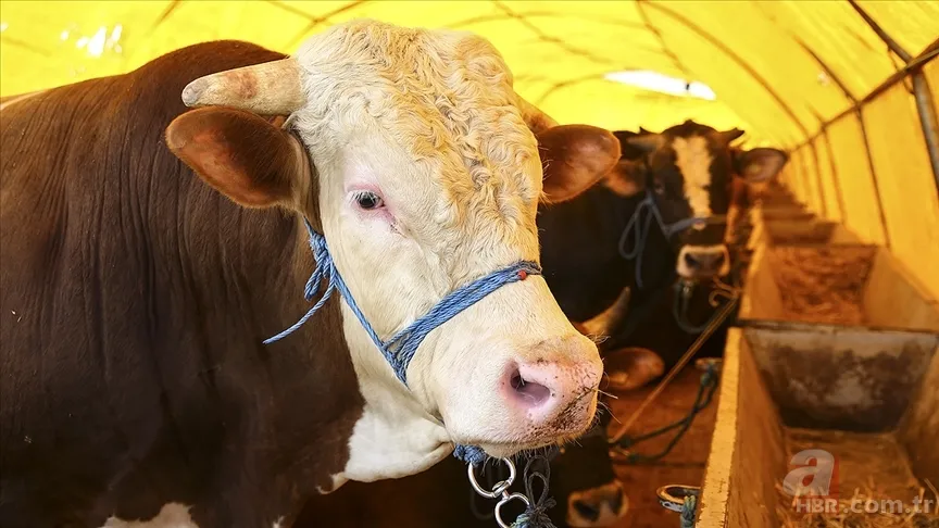 Kurbanlık Fiyatları 2025 | Küçükbaş, büyükbaş hayvan kurbanlık bedeli ne kadar, kaç TL olacak? 1