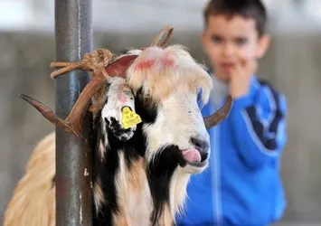 Çocuklar kurban kesimini görmeli mi?