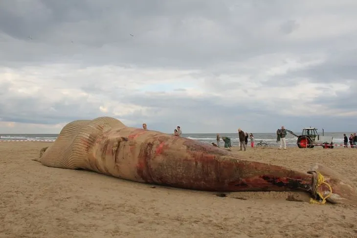 Hollanda’da ölü balina sahile çekildi