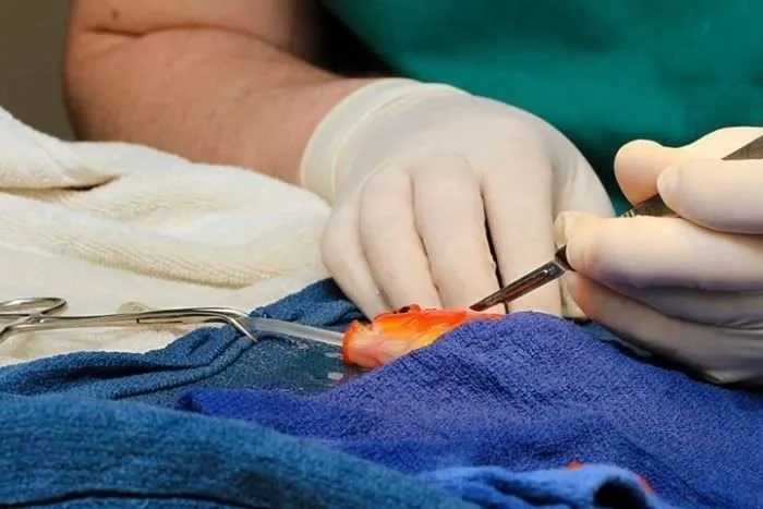 Japon balığına beyin ameliyatı