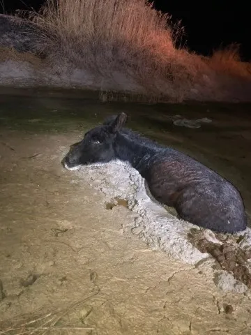Konya'da çamura saplanan eşeği itfaiye kurtardı