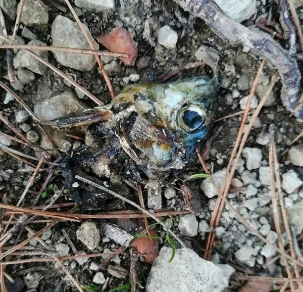 zehirli-balik-kafalari-atip-8-kopegi-oldurduler-1612908390437.jpg Zehirli balık kafaları atıp 8 köpeği öldürdüler! Sakarya'da insanlık dışı olay... - 5