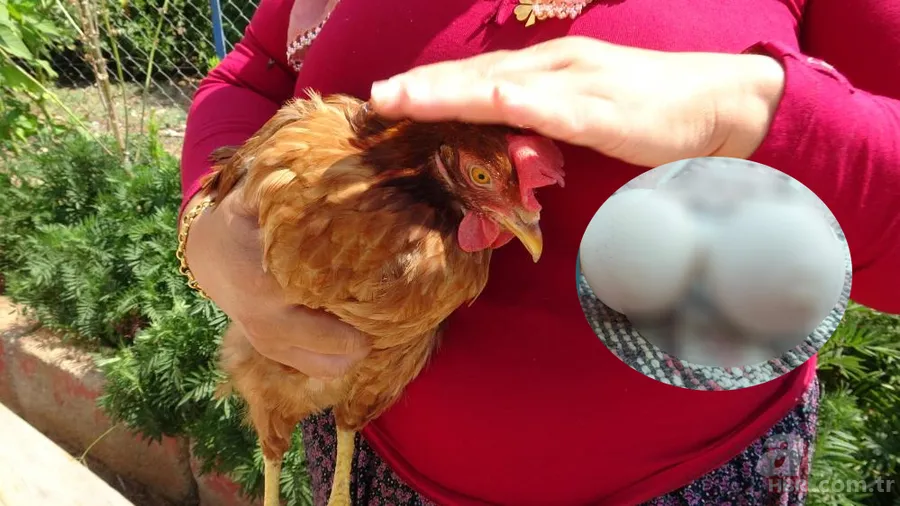 Tavuk kümesine girince gözlerine inanamadı 🥚 Günlük yumurtalarının üstünde adı ve soyadının baş harflerini gördü 🐔 1