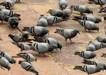 Resimdeki baykuşu şahin gözlüler bulabiliyor! Sadece 5 saniyeniz var