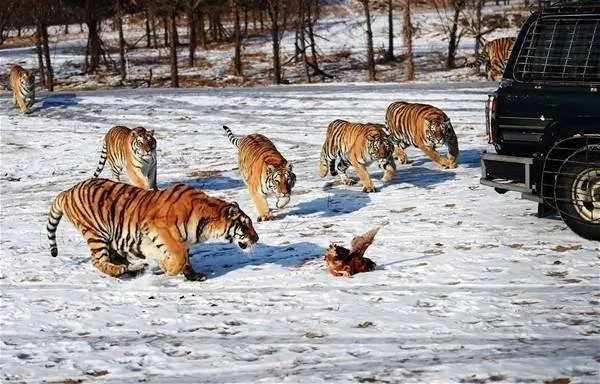 dev yilan yuzlerce kiloluk bogayi