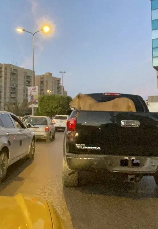 Trafikte korkunç anlar! Araç kasasındaki aslan hayrete düşürdü