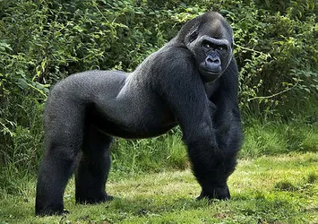 Uganda'da goril öldüren kişiye 11 yıl hapis