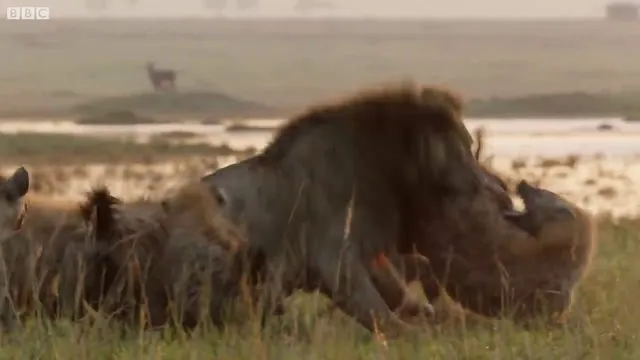 Sırtlanların arasında tek başına kalan aslanın mucize kurtuluşu! Son anda öyle şeyler oldu ki...