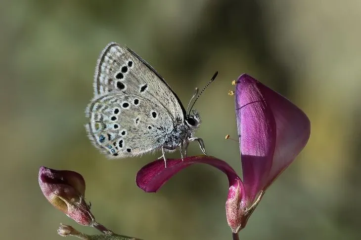 Kelebekler cenneti Van Gölü havzası