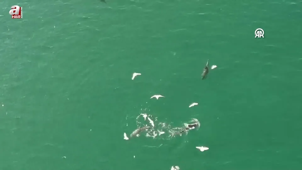 Karadeniz’de dolaşan yunuslar dronla görüntülendi