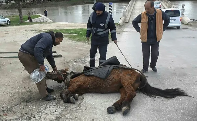 Edirne’de aşırı yükten yere yığılan atı kuyruğundan çekerek ayağa kaldırdılar - 3