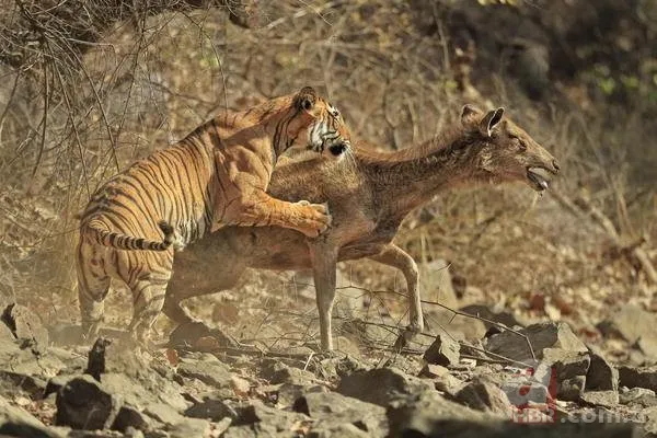 Vahşi doğadan inanılmaz görüntüler 7