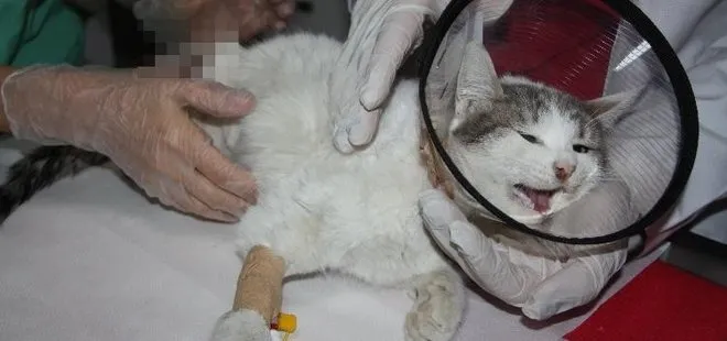 Diyarbakır’da büyü vahşeti: Patileri kesilen kedi kurtarılamadı