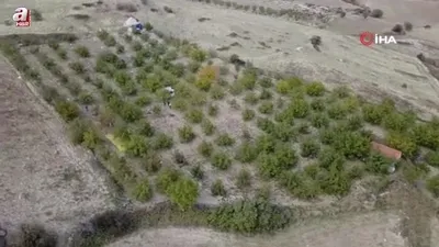 Manisa’da ceviz hasadına başlandı