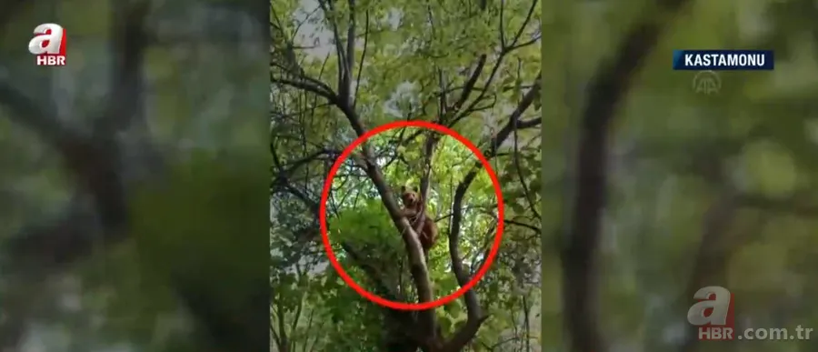 Bahçesine girip erik ağacına çıktı! Hemen telefona sarıldı 1