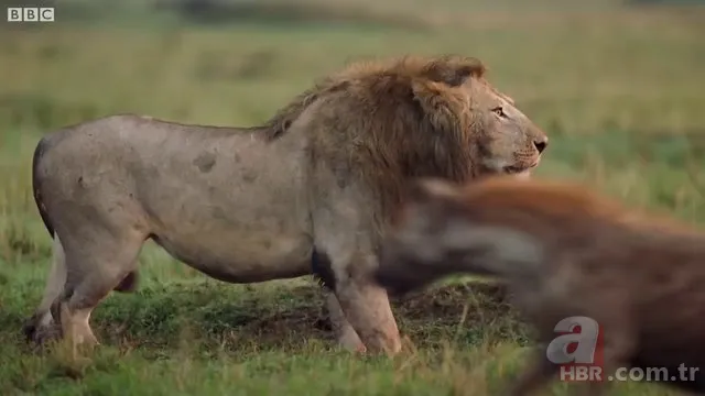 İzmir'de sırtlan paniği! "Tire canavarı" korku salıyor 8