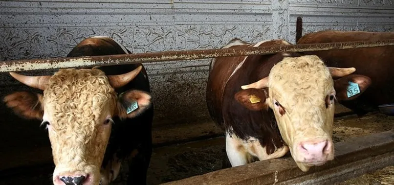 Kurbanlık güncel il il fiyatları 2022: Kurbanlık fiyatları ne zaman açıklanacak? Küçükbaş ve büyükbaş fiyatları...