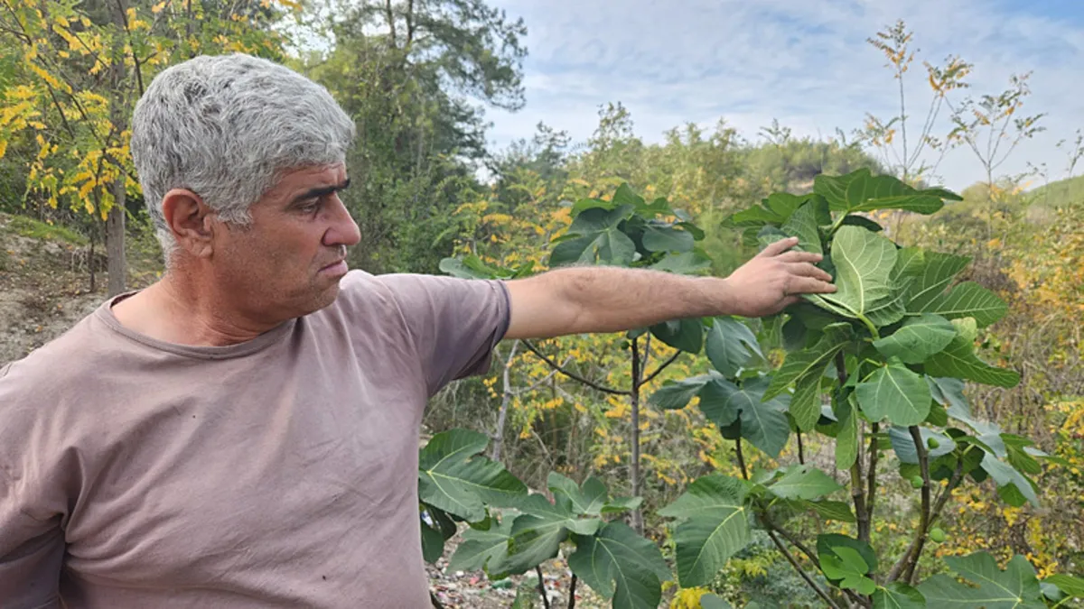 Mevsimi şaşırdı! İncir ağaçları meyve verdi
