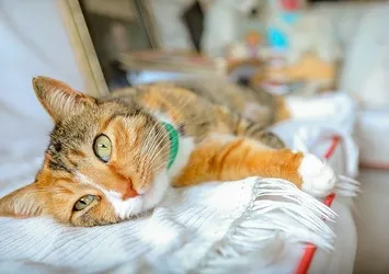 Mikroçip nedir? Evcil hayvanlara mikroçip uygulaması zorunlu mu, hangi hayvanlara mikroçip takılır?