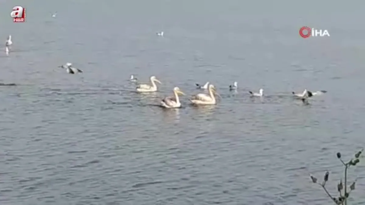 Pelikanlar İznik Gölü'nü süsledi