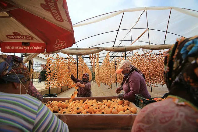 Manisalı Melek 40 kilo ile başladı şimdi yıllık 50 ton cennet elmasını kurutup satıyor - 8
