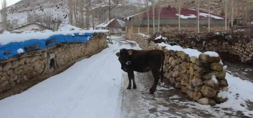 Jandarmadan Başıboş gezen ineğe trafik cezası başlıklı haberlere açıklama