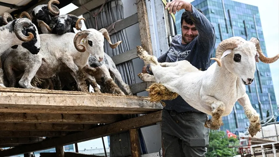 Bayram öncesi kurbanlık alacaklar dikkat: Hastalık geçmişini öğrenmek için bunu yapın 1