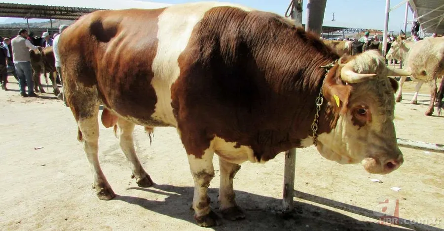 Kurbanlık Fiyatları 2024 | Koyun, keçi kurbanlık bedeli ne kadar, kaç TL? Küçükbaş hisseleri... 2