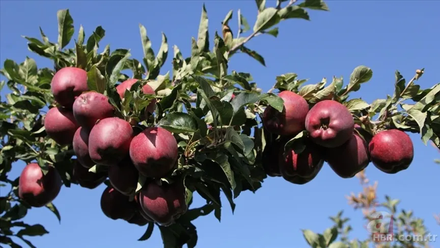 Pamuk prenses bile şaşırır! Her gün elma yemenin gerçek sırrı 6
