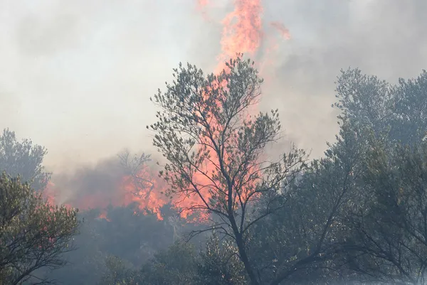 Muğla’da 4 farklı bölgede yangın kontrol altına alındı