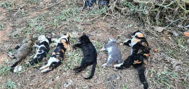 Bodrum’da 20 kedinin ölüsü bulundu! Tarım ilacıyla mı zehirlediler?