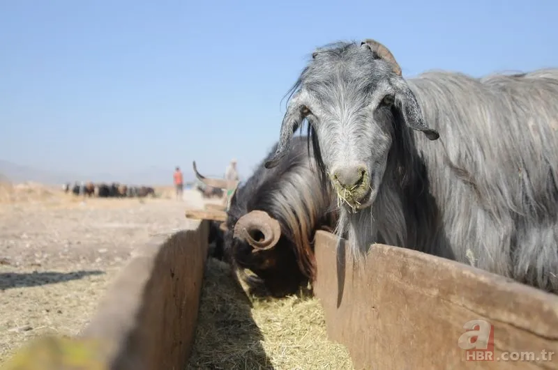 Kurban kesen kişinin yapması gerekenler nelerdir? Kurban kestikten sonra kılınan namaz kaç rekat? 3