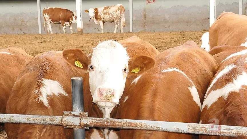 Kırsalda bereket hayvancılığa destek projesi sonuç sorgulama | Hayvancılığa Destek Projesi 2025 ne zaman açıklanacak? 4