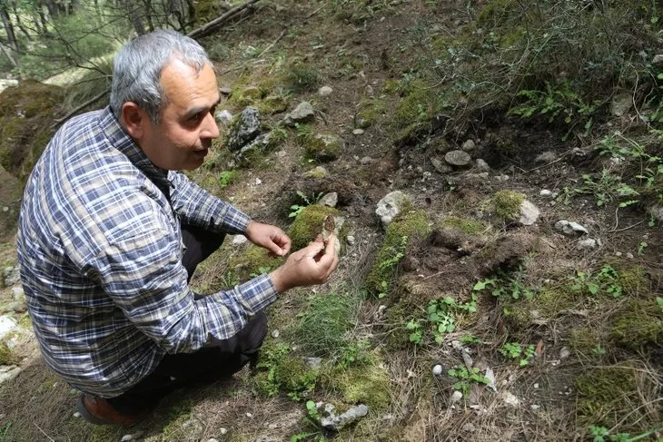 Antalya’da ormanlık alanlardan toplanan kuzugöbeği mantarının kilosu 2 bin lira