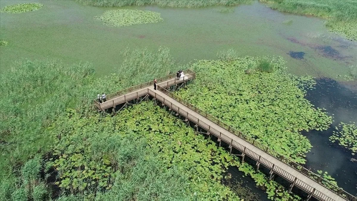 Eriyen karla suya doyan Efteni Kuş Cenneti Gölü ziyaretçilerini ağırlıyor