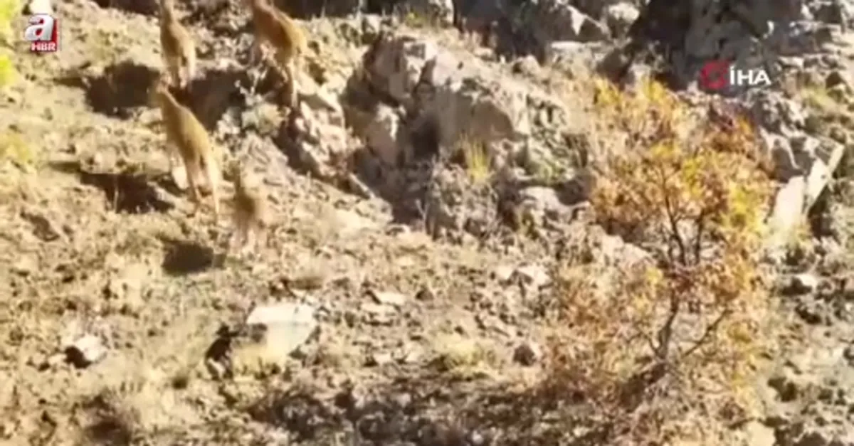Sürü halinde ortaya çıktılar! Böyle poz verdiler