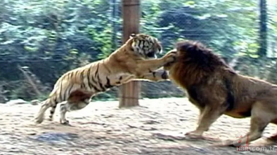 Son dakika: Yeryüzündeki en büyük hayvan bulundu! Böylesi daha önce görülmedi! Tam 98 milyon yıllık! Görenler şokta 14