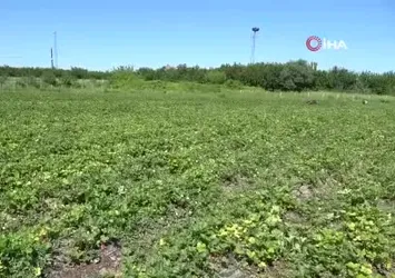 Malatya’da “kırmızı elmas’ hasadı başladı