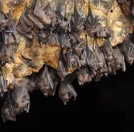 Corona virüsün nasıl ortaya çıktığını açıkladı! Ortalık karışacak...