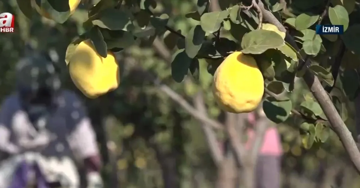 Türkiye’nin tarımı! Üreticilerin hasat heyecanı