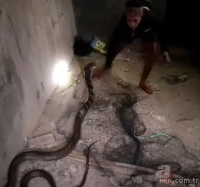 Eve giren kobra yılanıyla ölüm dansı yaptı! Tansiyon çıkaran anlar... 9