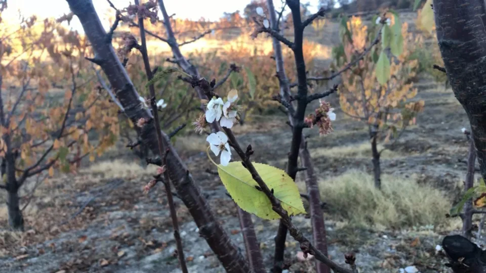 Amasya’da kiraz ağaçları mevsimi şaşırdı
