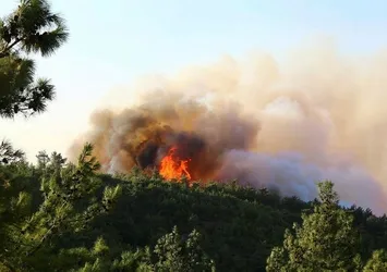 Hatay'daki yangın ile ilgili çarpıcı detay!
