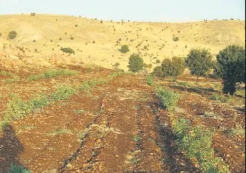 Berdan Mardini, memleketi Mardin’de fabrika kuruyor