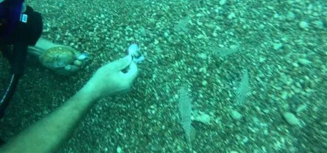 Antalya’da inanılmaz görüntüler! Balon balıkları sert kabuklu midyeleri anında yok etti